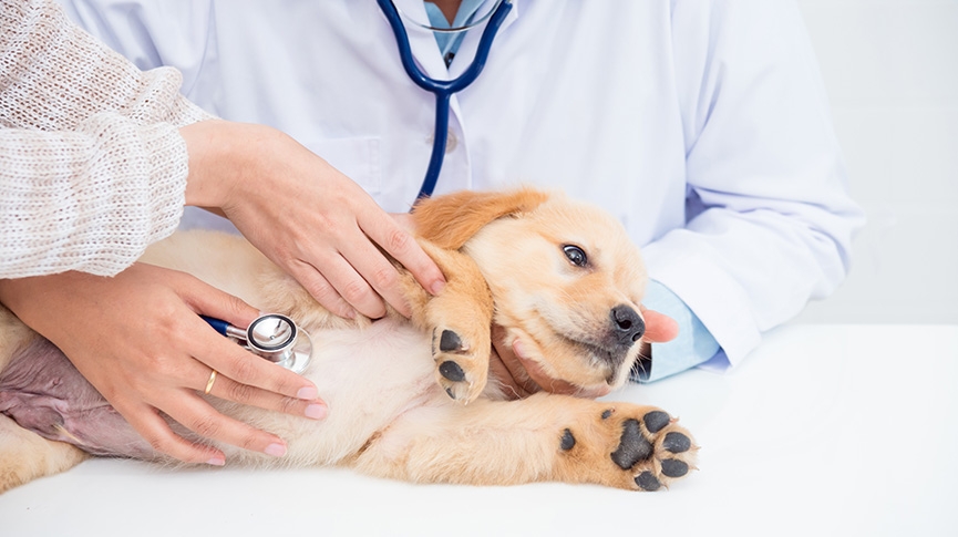 心絲蟲大揭秘-如何預防與治療-心絲蟲藥多久吃一次